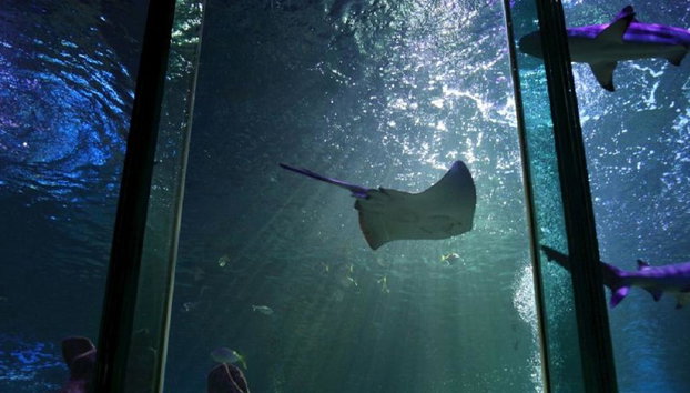 SEA LIFE - Bilhete - Foto 5